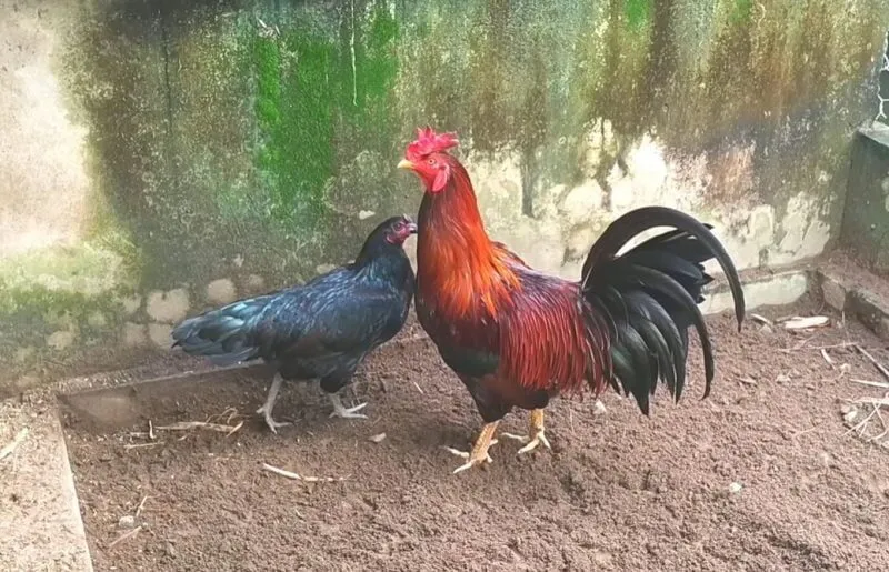 Các bài tập thể lực chuyên sâu