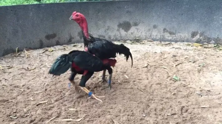 Cách Huấn Luyện Gà Chọi