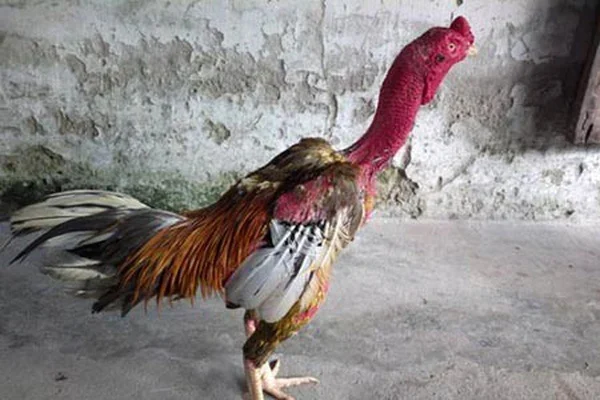 Chế độ dinh dưỡng – Nguồn năng lượng cho chiến binh